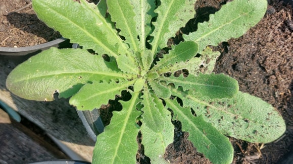 a weed on soild from above
