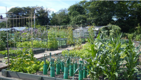 Image of a Hounslow allotment