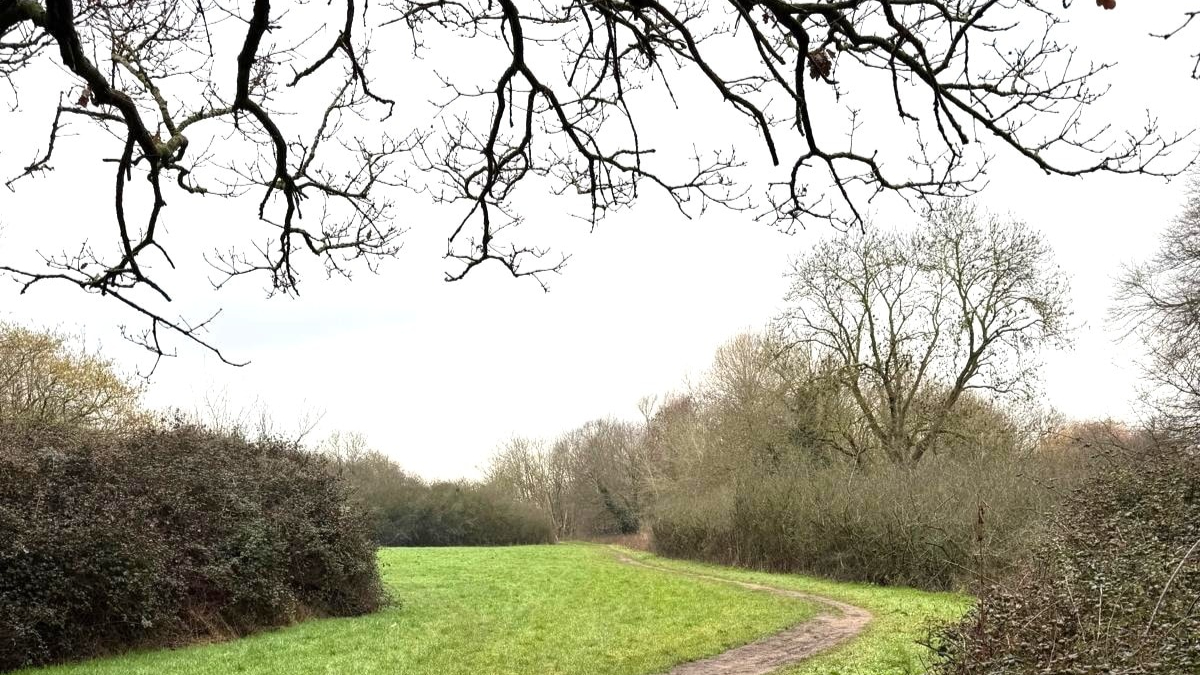 A view of Avenue Park showing trees, hedges and grass