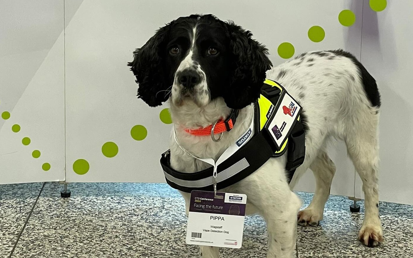 Image of a Vape Detection dog named Pippa