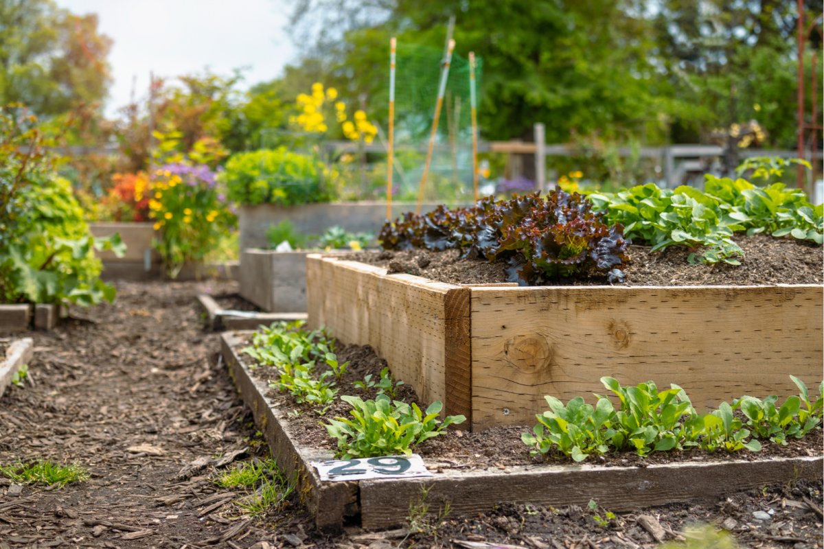 Allotment with lettuce growing in foreground