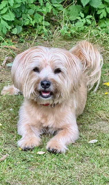 The Mayor's dog Lulu