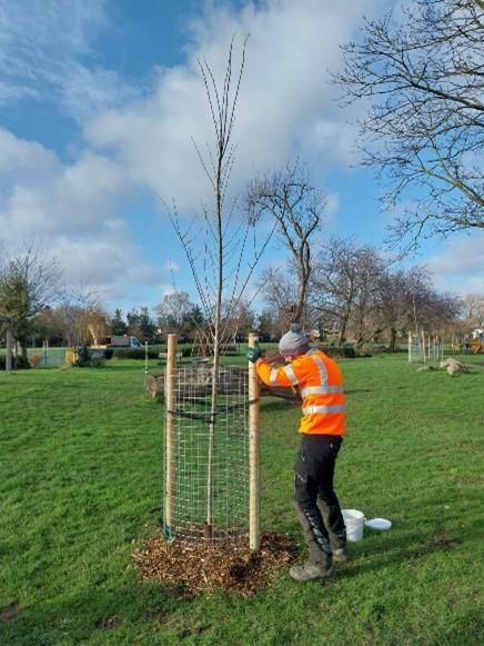 Person in a bright orange high-visibility jacket securing a young tree inside a protective wooden and wire frame on a grassy field under a partly cloudy sky.