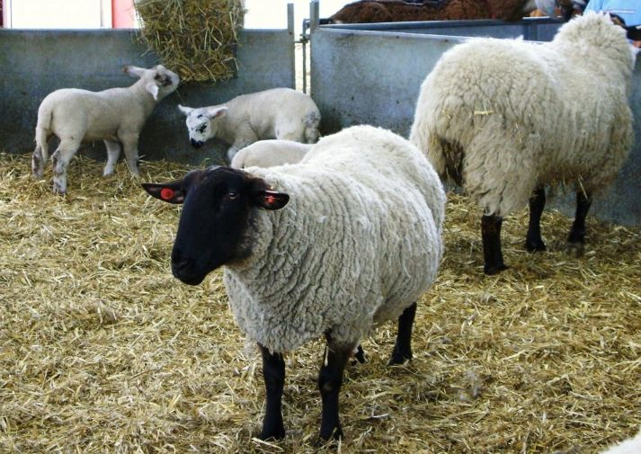 Sheep and lambs in an indoor pen with straw bedding and hay.