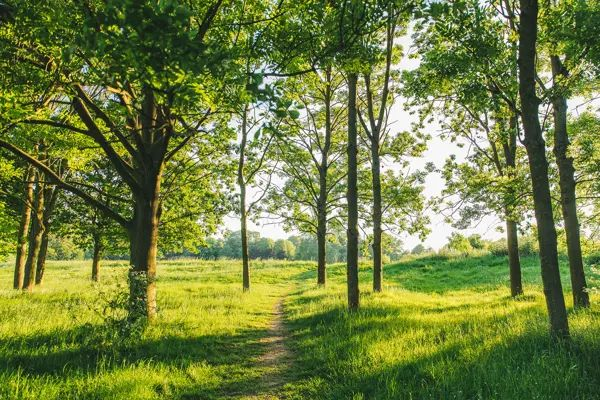Multiple trees and grass with sunshine.